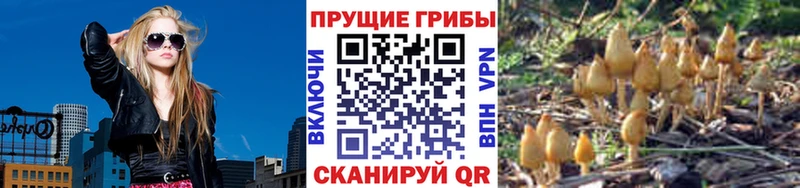 Псилоцибиновые грибы прущие грибы  Изобильный 